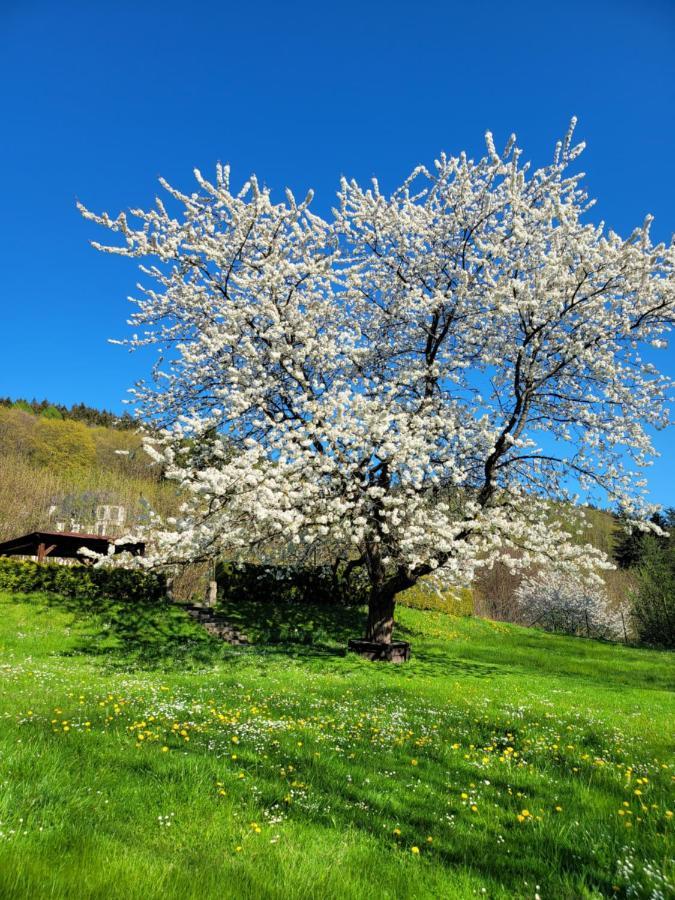 Blue Pension Svoboda nad Úpou Esterno foto
